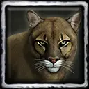 Buttercup the Pet Cougar