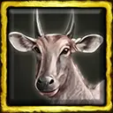 Nilgai