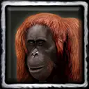 Old Doug the Orangutan