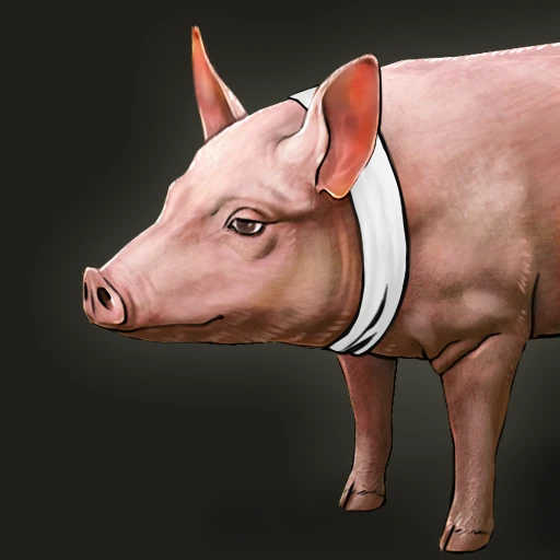 Pig portrait