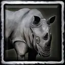 Randy the Pet Rhino