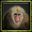 Freitag the Pet Macaque