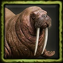 Walrus