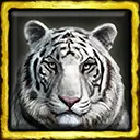 Wagner the Pet White Tiger