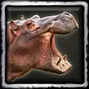 Nili the Playful Hippo